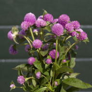 Gomphrena globosa Lavender Lady