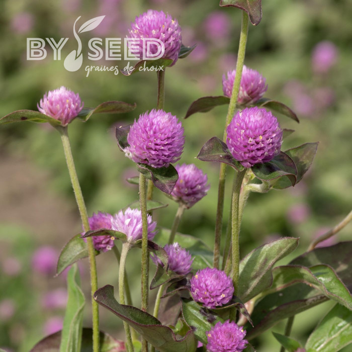 Gomphrena globosa Lavender Lady