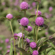Gomphrena globosa Lavender Lady