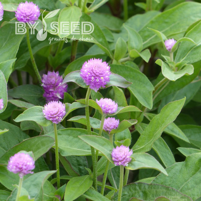 Gomphrena globosa Lavender Lady