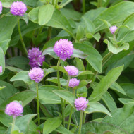 Gomphrena globosa Lavender Lady