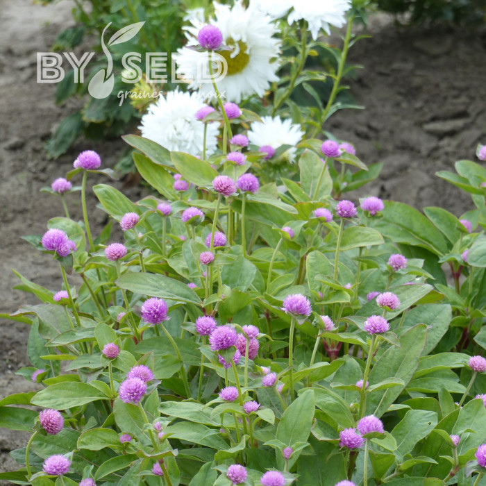 Gomphrena globosa Lavender Lady