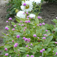 Gomphrena globosa Lavender Lady