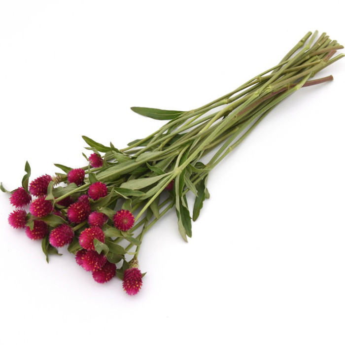 Gomphrena haageana QIS® Carmine