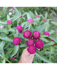 Gomphrena globosa Lavender Lady