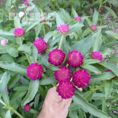 Gomphrena haageana QIS® Carmine
