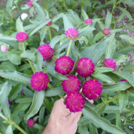 Gomphrena haageana QIS® Carmine