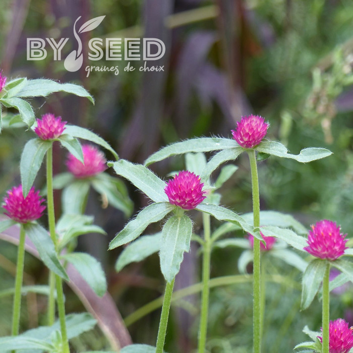 Gomphrena haageana QIS® Carmine