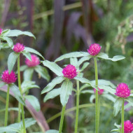 Gomphrena haageana QIS® Carmine