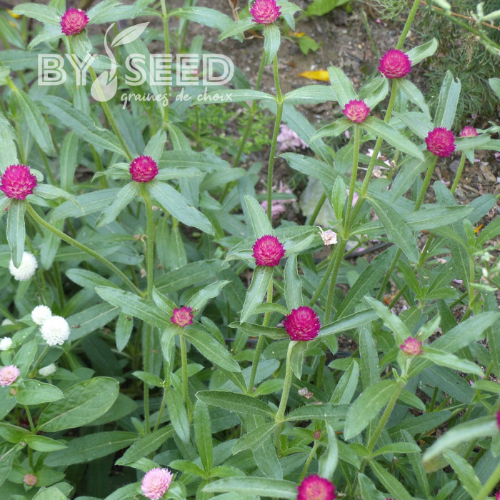 Gomphrena haageana QIS® Carmine