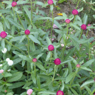 Gomphrena haageana QIS® Carmine