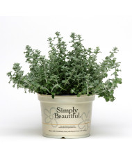 Tournesol haut double Astra Rose