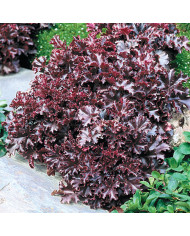 Helichrysum microphyllum Silver Mist
