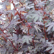 Hibiscus Mahogany Splendor