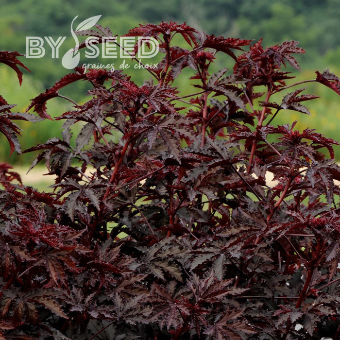 Hibiscus Mahogany Splendor