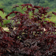 Hibiscus Mahogany Splendor