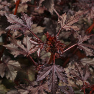 Hibiscus Mahogany Splendor