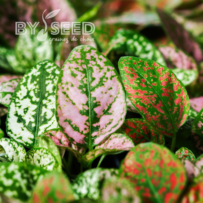 Hypoestes Coloratus Mix