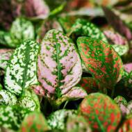 Hypoestes Coloratus Mix