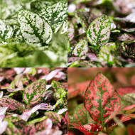 Hypoestes Coloratus Mix
