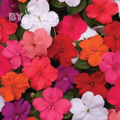 Impatiens Beacon F1 Mixture