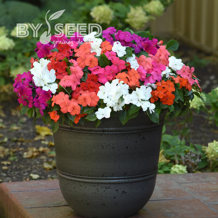 Impatiens Beacon F1 Mixture