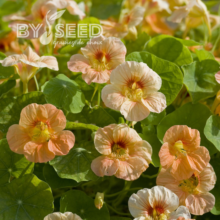 Capucine naine Tip Top Apricot