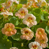 Capucine naine Tip Top Apricot