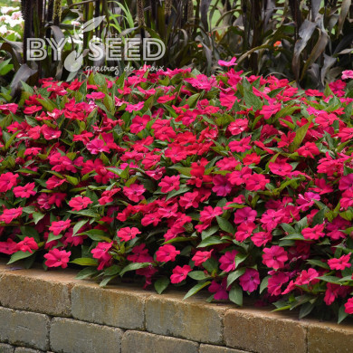 Impatiens interspécifique Solarscape Magenta Bliss