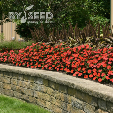 Impatiens interspécifique Solarscape Orange Burst