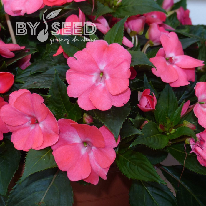 Impatiens interspécifique Solarscape Salmon Punch