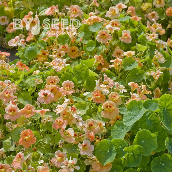 Capucine naine Tip Top Apricot