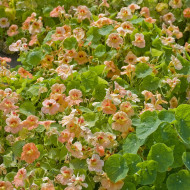 Capucine naine Tip Top Apricot