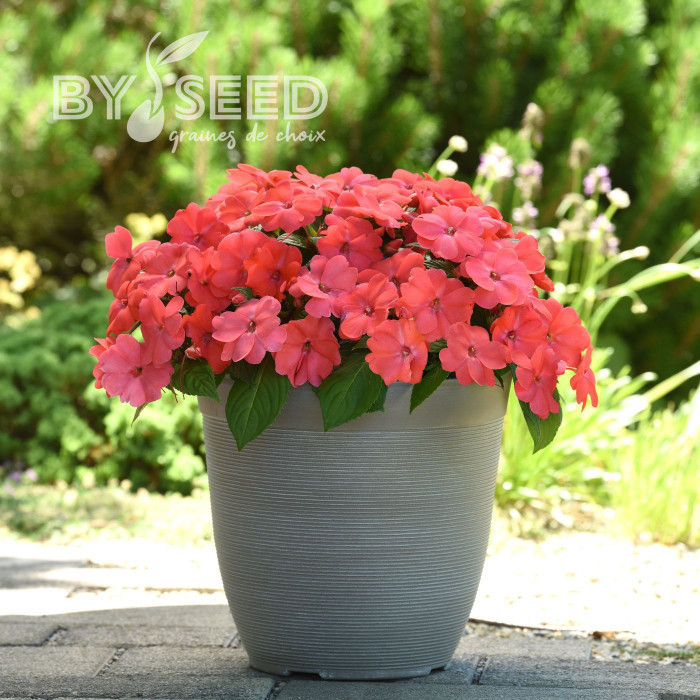 Impatiens interspécifique Solarscape Salmon Punch