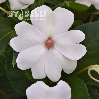 Impatiens interspécifique Solarscape White Pearl