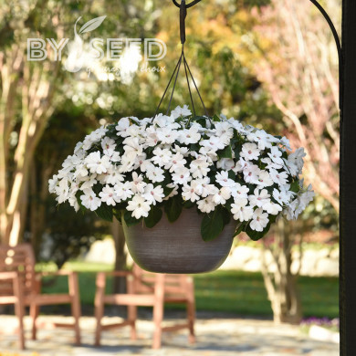 Impatiens interspécifique Solarscape White Pearl