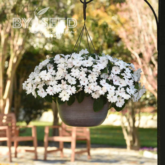 Impatiens interspécifique Solarscape White Pearl