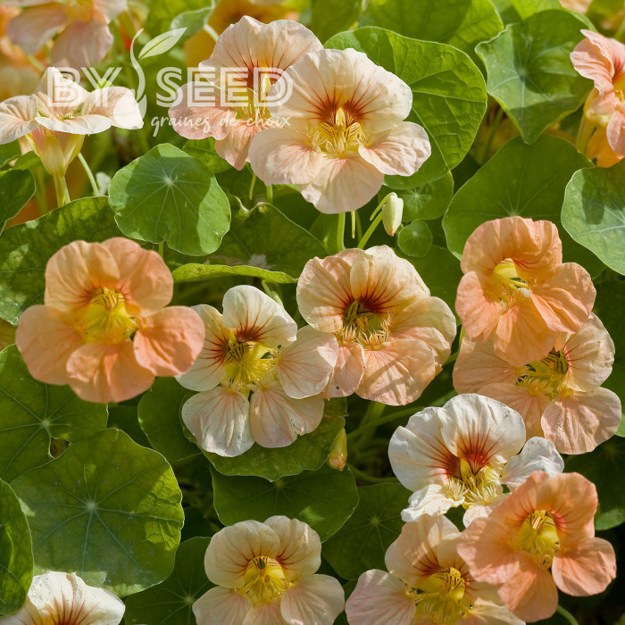 Capucine naine Tip Top Apricot