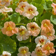 Capucine naine Tip Top Apricot