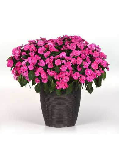 Impatiens interspécifique Solarscape XL Pink Jewel