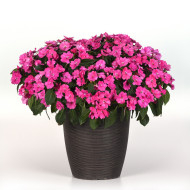 Impatiens interspécifique Solarscape XL Pink Jewel