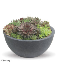 Consoude (plante sauvage)