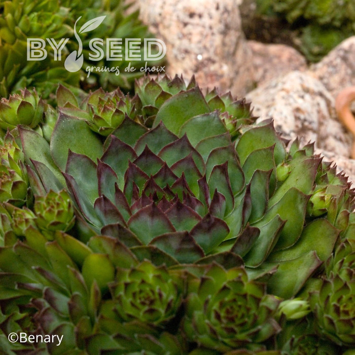 Joubarbe, Sempervivum Hippie Chick (graines enrobées)