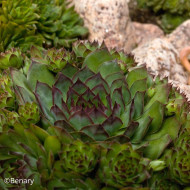 Joubarbe, Sempervivum Hippie Chick (graines enrobées)