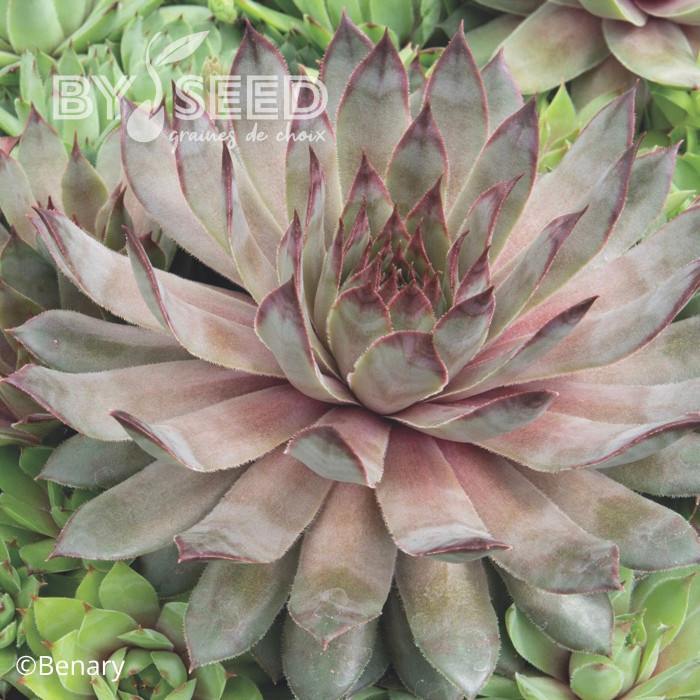 Joubarbe, Sempervivum Hippie Chick (graines enrobées)