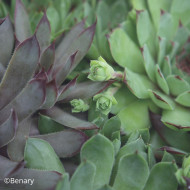 Joubarbe, Sempervivum Hippie Chick (graines enrobées)