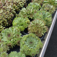 Joubarbe, Sempervivum Hippie Chick (graines enrobées)