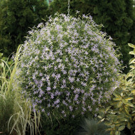 Laurentia (Isotoma) Starshine Blue (graines enrobées)