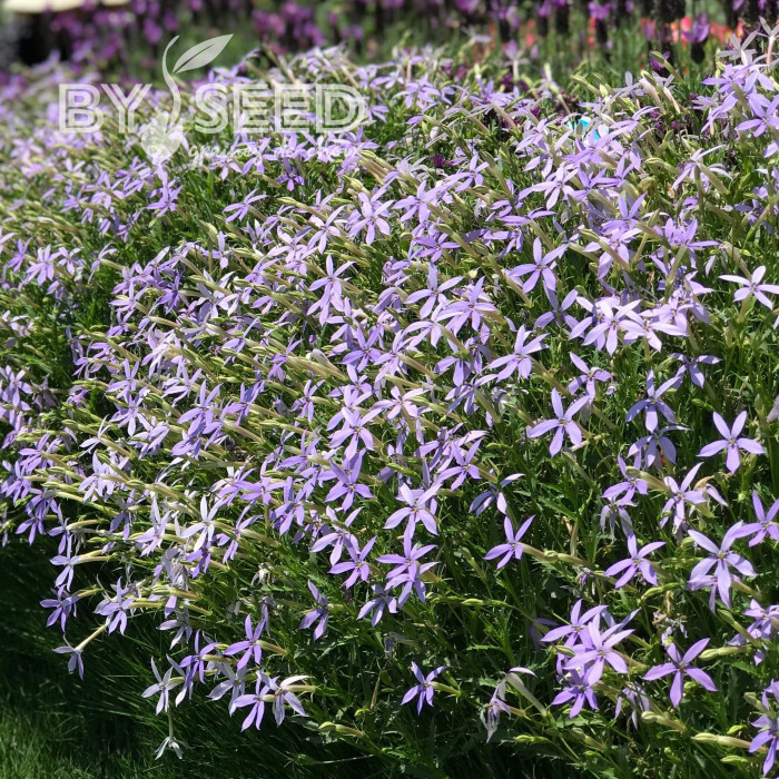 Laurentia (Isotoma) Starshine Blue (graines enrobées)