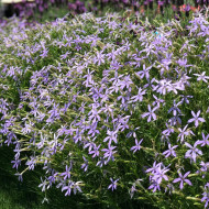 Laurentia (Isotoma) Starshine Blue (graines enrobées)